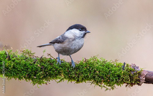 Sikora uboga Poecile palustris