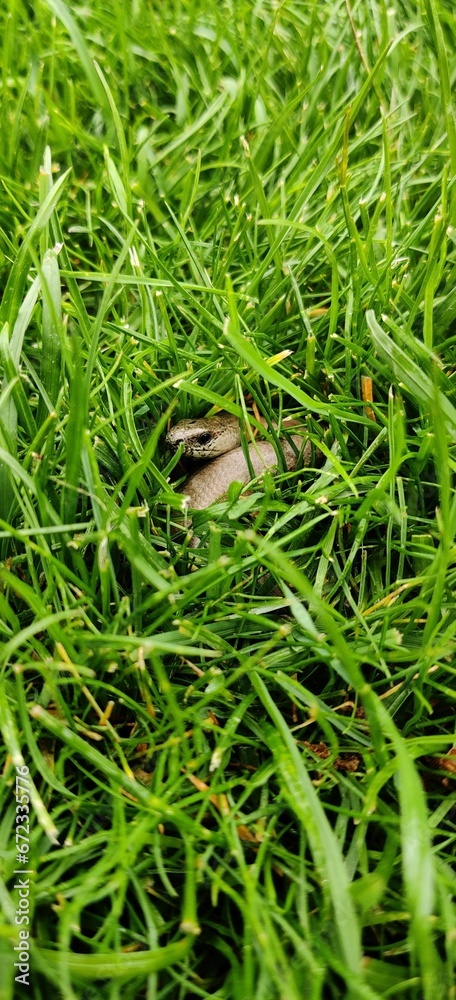 Small snake is camouflaged in a grassy environment, surrounded by weeds.