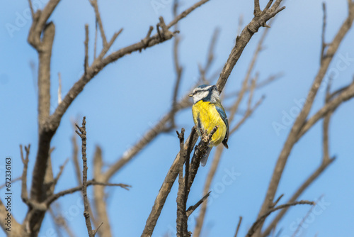 Eurasian Blue Tit perched on a tree branch