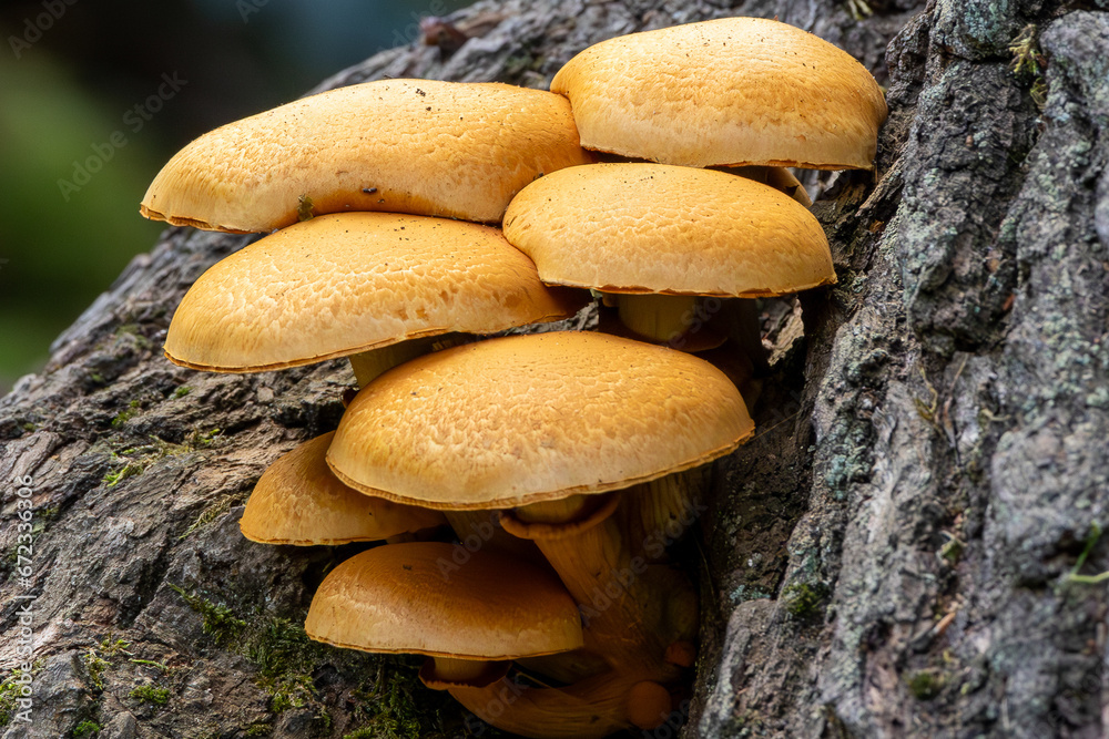 Summer honey mushroom (Kuehneromyces mutabilis) in a forest on an oak tree