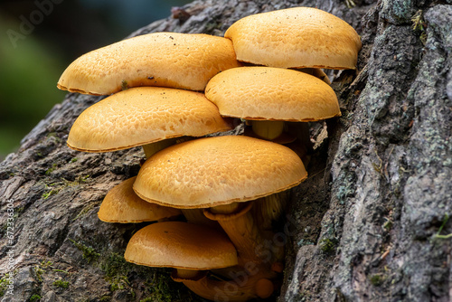 Summer honey mushroom (Kuehneromyces mutabilis) in a forest on an oak tree