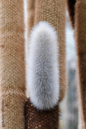 Macro shot of a fuzzy plant featuring its unique texture