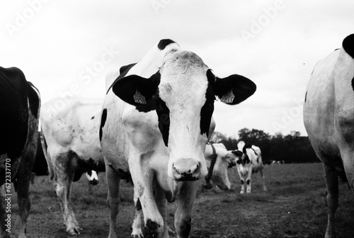 Black and white film photograph of a cow in Normandie, France