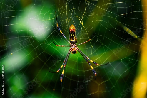 Vivid macro shot of a Gasteracantha spider perched on a web among lush green foliage