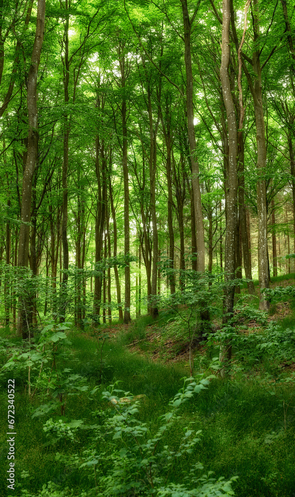 Wild trees growing in a forest with green plants and shrubs. Scenic landscape of tall wooden trunks with lush leaves in nature at spring. Peaceful scenery and magical views in a park or woods outside
