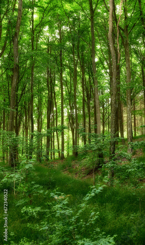 Wild trees growing in a forest with green plants and shrubs. Scenic landscape of tall wooden trunks with lush leaves in nature at spring. Peaceful scenery and magical views in a park or woods outside
