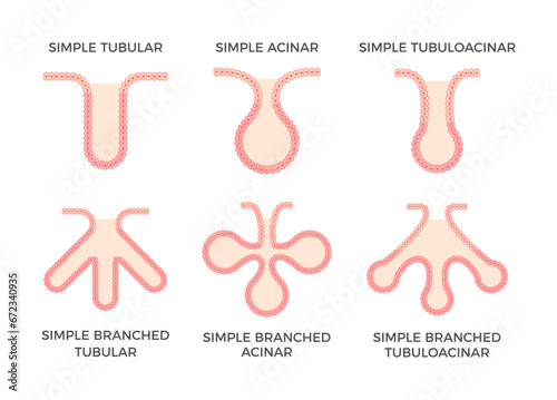 Glandular epithelium. Epithelial tissue types. Simple tubular, acinar and tubuloacinar glandular epithelium. They produce and release different secretory products in glands. Vector illustration. 
