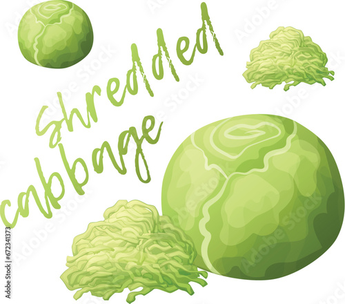 Shredded cabbage and whole vegetable vector icon isolated on white background. Fresh white cabbage cartoon illustration, sliced food ingredient, organic vegetarian product clipart