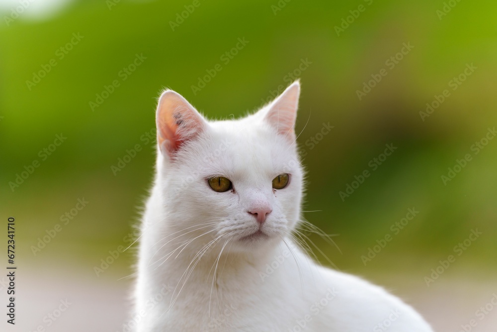 White domestic cat with bright yellow eyes looking at the camera