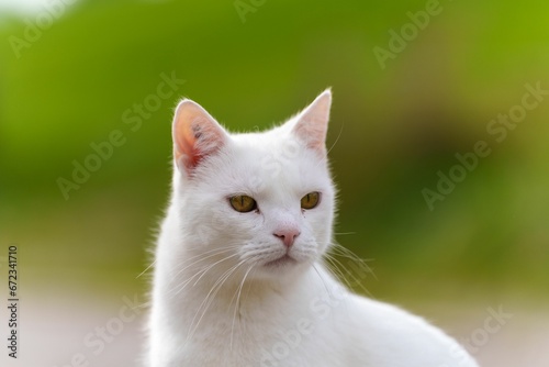 White domestic cat with bright yellow eyes looking at the camera