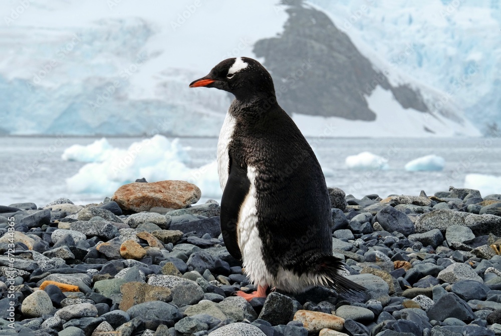 Obraz premium Majestic Antarctica Gentoo penguin perched atop a rocky outcropping