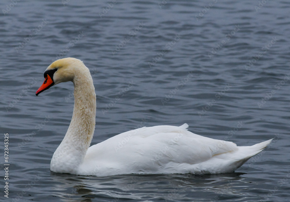 The mute swan (Cygnus olor), an adult bird with a red beak swims in the sea The mute swan (Cygnus olor), an adult bird with a red beak swims in the sea
