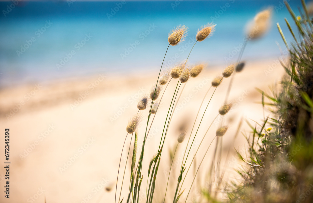 Paysage dans les dunes et le vent en bord de mer sur la plage et le sable.