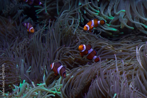 School of clownfish swimming among a variety of lush, green coral