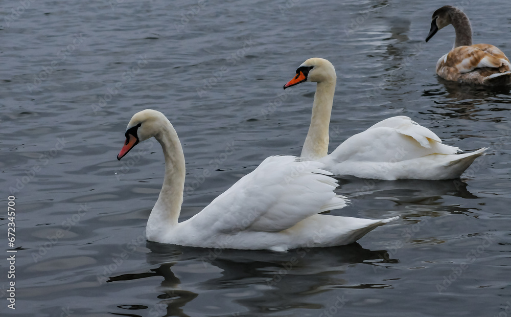 The mute swan (Cygnus olor), an adult bird with a red beak swims in the sea The mute swan (Cygnus olor), an adult bird with a red beak swims in the sea