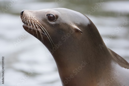 Closeup shot of a smooth brown seal near water