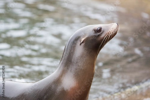 Closeup shot of a smooth brown seal near water
