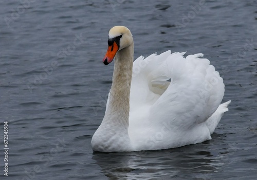 The mute swan  Cygnus olor   an adult bird with a red beak swims in the sea