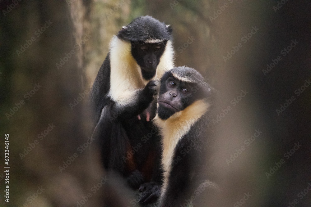 Naklejka premium two monkeys on their backs standing close to each other in the trees