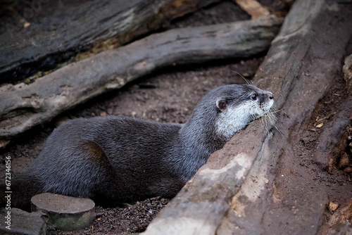 a small otter looking off into the distance from a log
