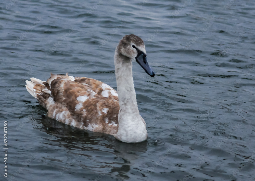 Young birds mute swan (Cygnus olor), a bird with variegated feathers swims