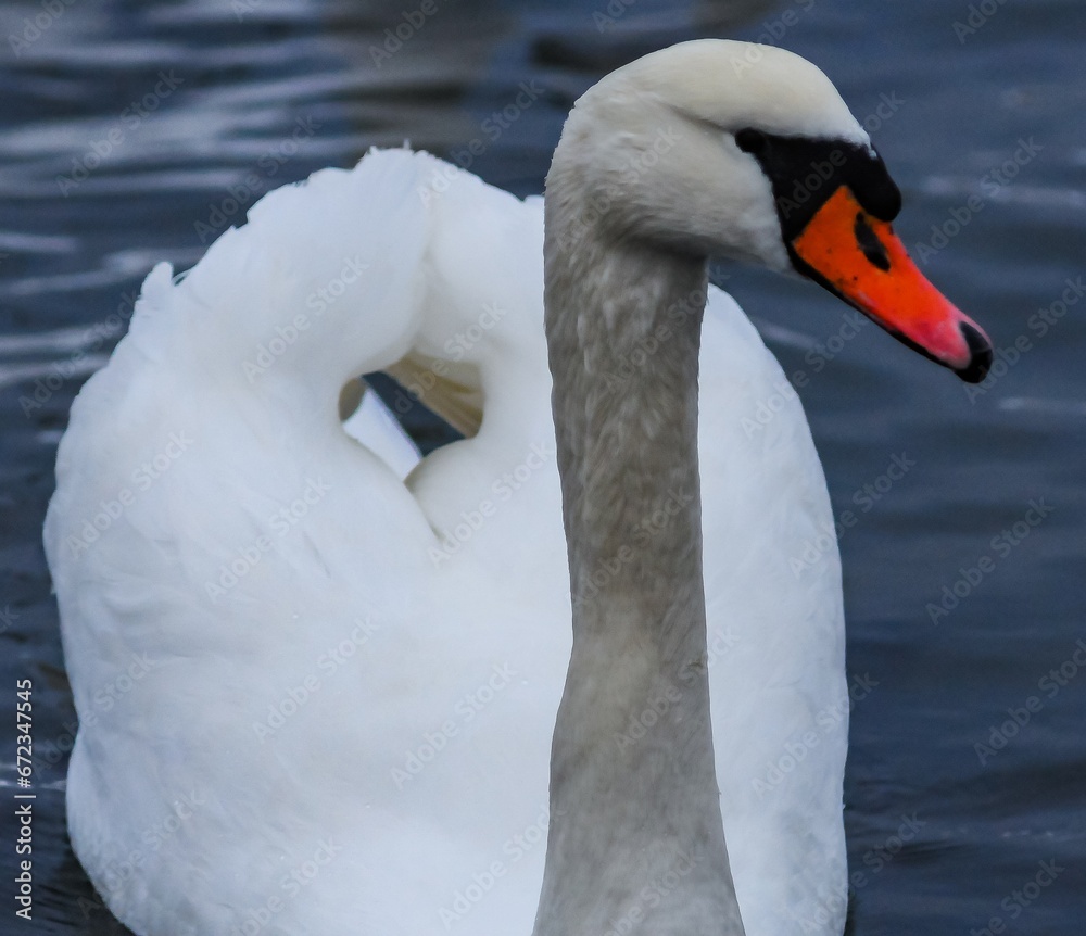 Obraz premium Adult bird mute swan (Cygnus olor), old bird with a red beak swims in the sea