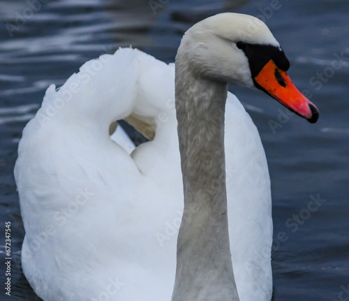 Adult bird mute swan  Cygnus olor   old bird with a red beak swims in the sea