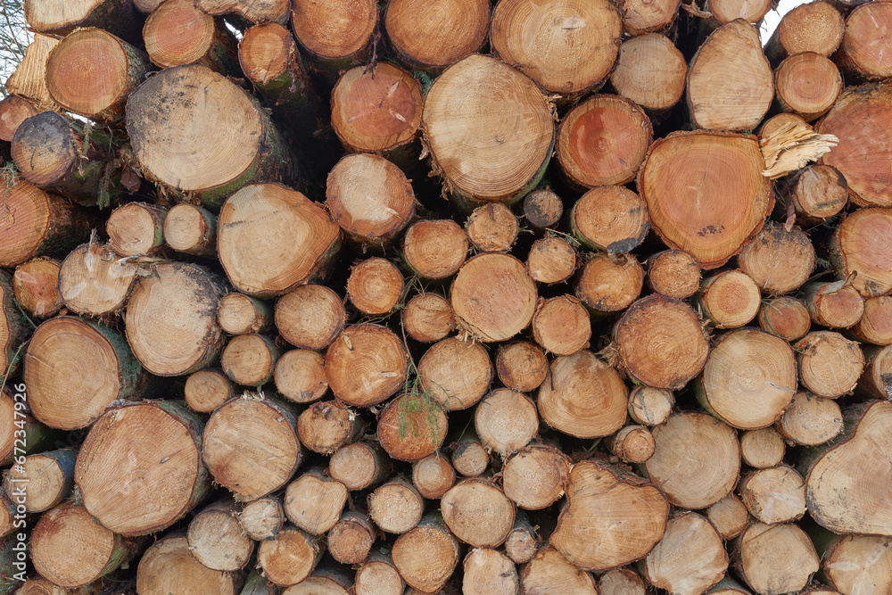 Tree logs from the forest in a pile. Closeup of brown wooden texture background of stumps of chopped and stacked firewood. Collecting dry lumber split hardwood material for winter and deforestation Tree logs from the forest in a pile. Closeup of brown wooden texture background of stumps of chopped and stacked firewood. Collecting dry lumber split hardwood material for winter and deforestation