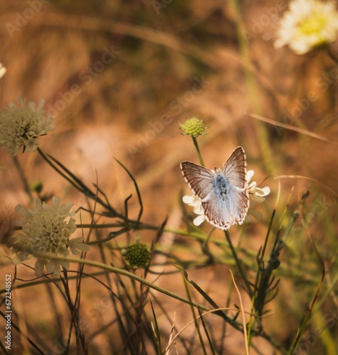 Vibrant butterfly perched atop a flower in a field of lush green grass
