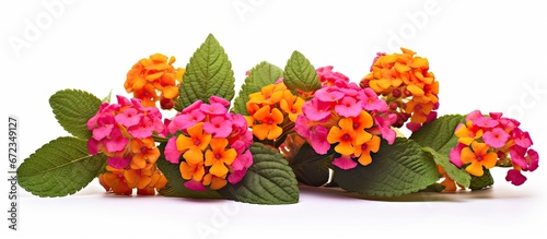 Buttonsage scientifically referred to as Lantana involucrata is a type of blooming vegetation that belongs to the verbena family This plant is found naturally in the tropical regions of the