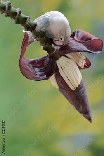 A lovebird is eating banana flowers that grow wild. This bird which is used as a symbol of true love has the scientific name Agapornis fischeri. 
