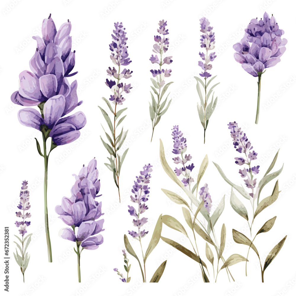 Set of watercolor drawing of lavender flowers and leaves isolated on white background in various shapes and designs