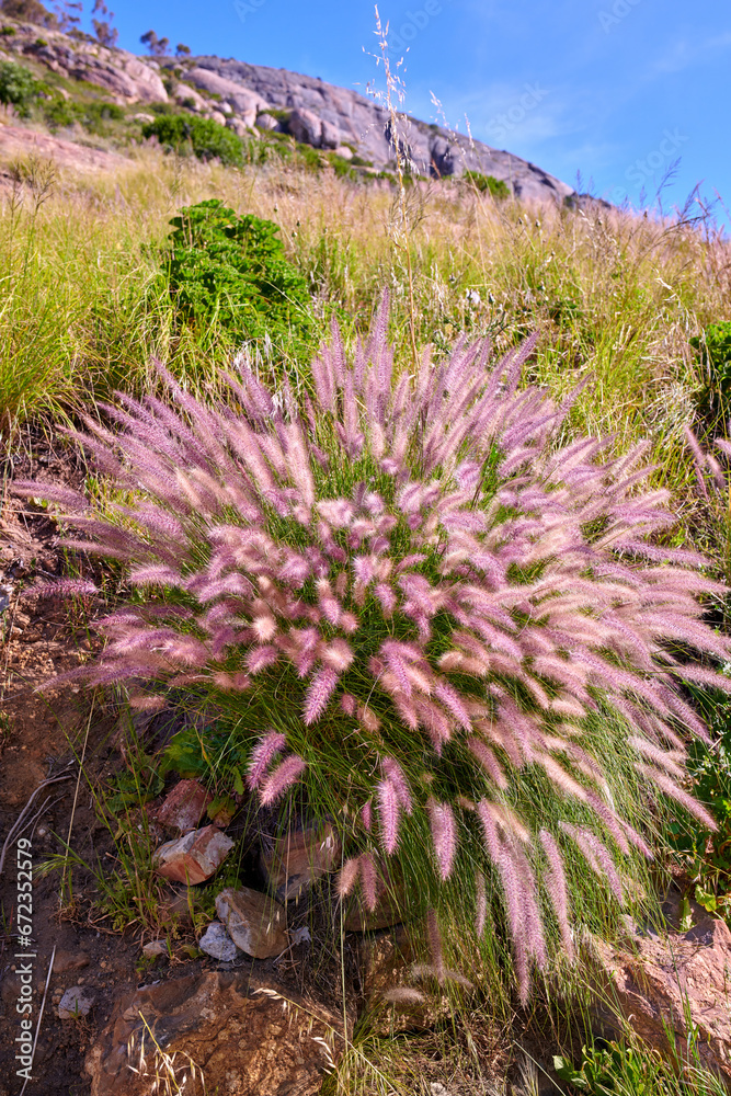 Closeup of purple and white wild flower or plant growing on a mountainside. Landscape of South Africas colourful and vibrant flora in its natural environment on a sunny day Closeup of purple and white wild flower or plant growing on a mountainside. Landscape of South Africas colourful and vibrant flora in its natural environment on a sunny day