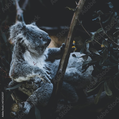 Adorable koala perched atop a lush  green tree  surrounded by foliage
