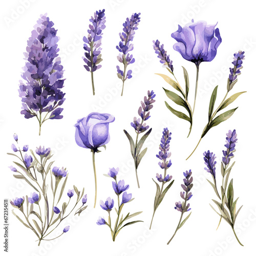Set of watercolor drawing of lavender flowers and leaves isolated on white background in various shapes and designs
