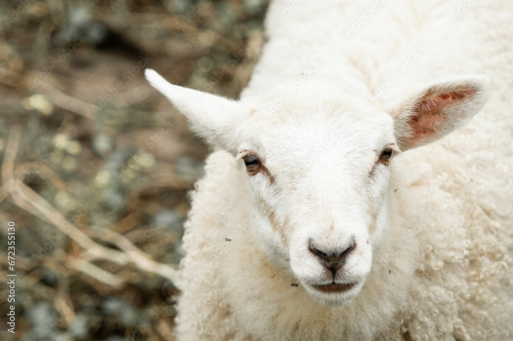 White, fluffy sheep stands in a sun-drenched field of dried grass and weeds White, fluffy sheep stands in a sun-drenched field of dried grass and weeds