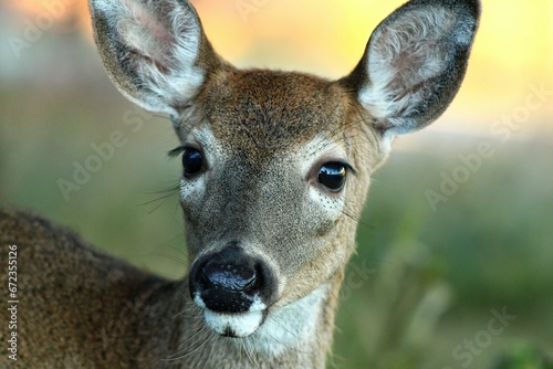 Majestic white-tailed deer gazing directly into the camera.