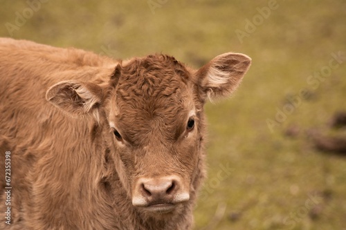 Brown young calf standing in a grassy meadow