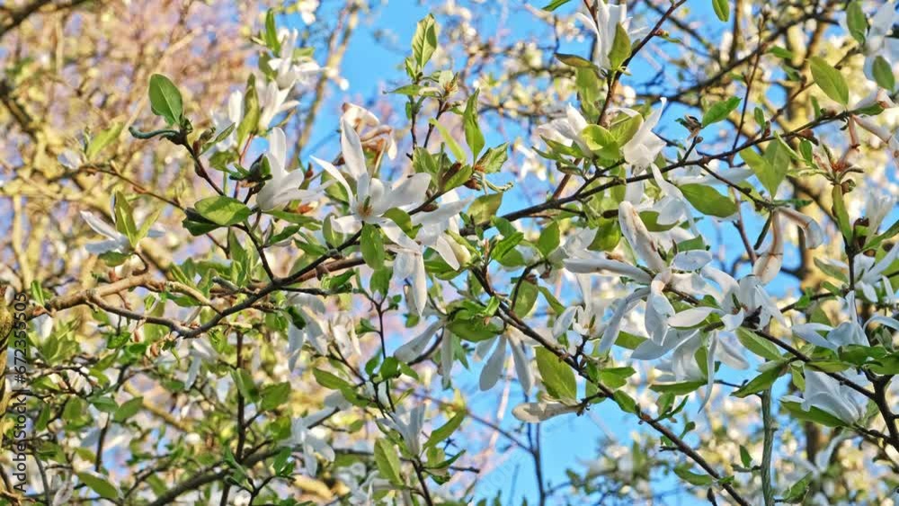 White Blooming Flowers of Magnolia Tree White Blooming Flowers of Magnolia Tree