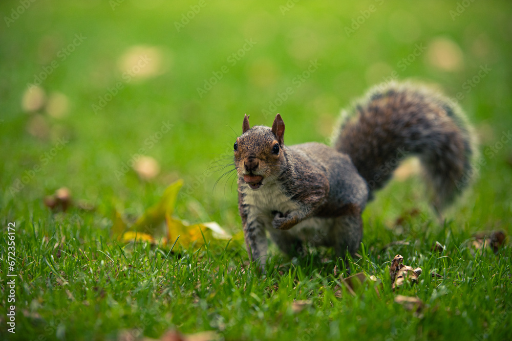 Obraz premium squirrel in the park