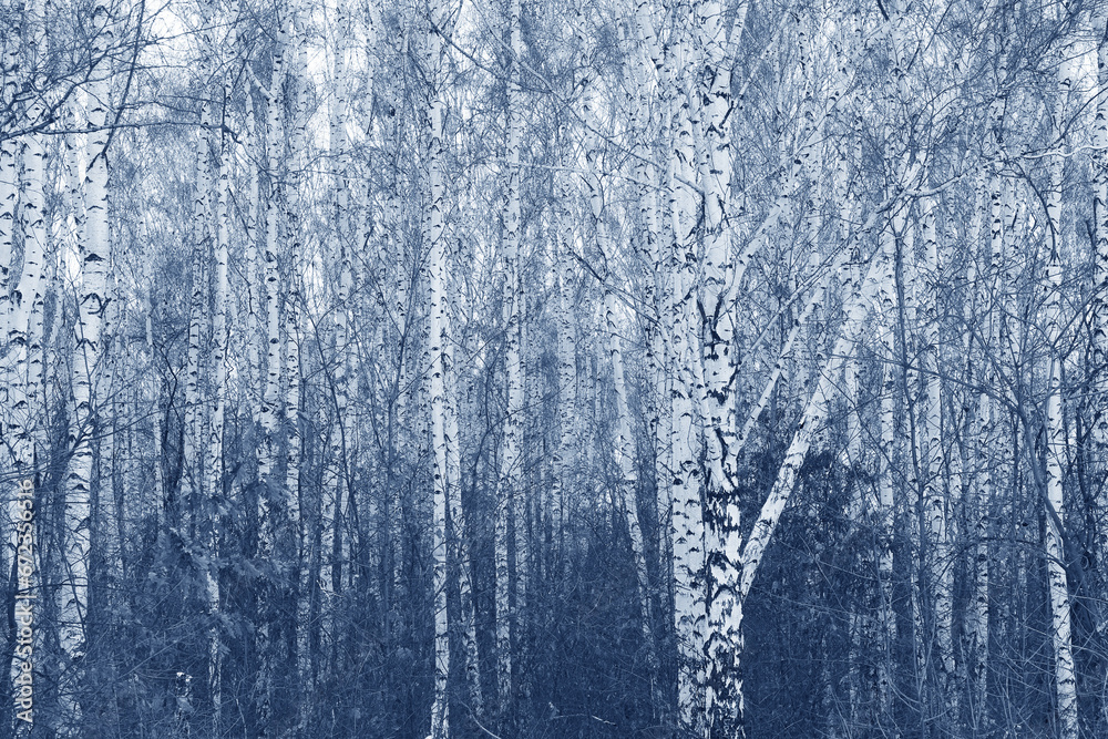 Black and white birch trees with birch bark Black and white birch trees with birch bark