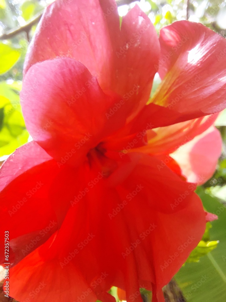 Cute hibiscus flower in a home garden at Omanapuzha in Alappuzha district of Kerala in India Cute hibiscus flower in a home garden at Omanapuzha in Alappuzha district of Kerala in India