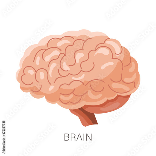 Human brain. Internal organ, human anatomy. Health care and medicine. Illustration, vector