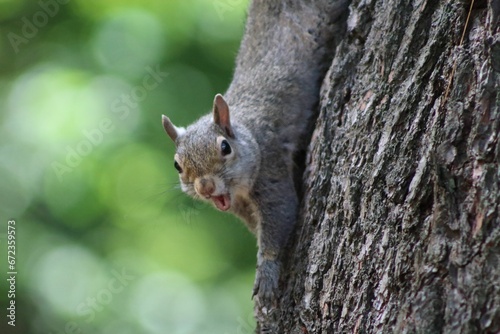 Brown, small squirrel stands on the side of a tree, with its hind legs protruding outward © Wirestock