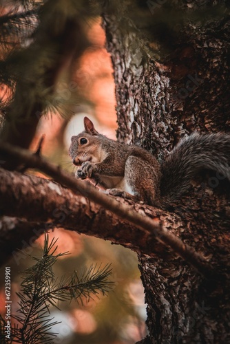 Gray squirrel perched on a tree branch, enjoying a meal of fir needle buds