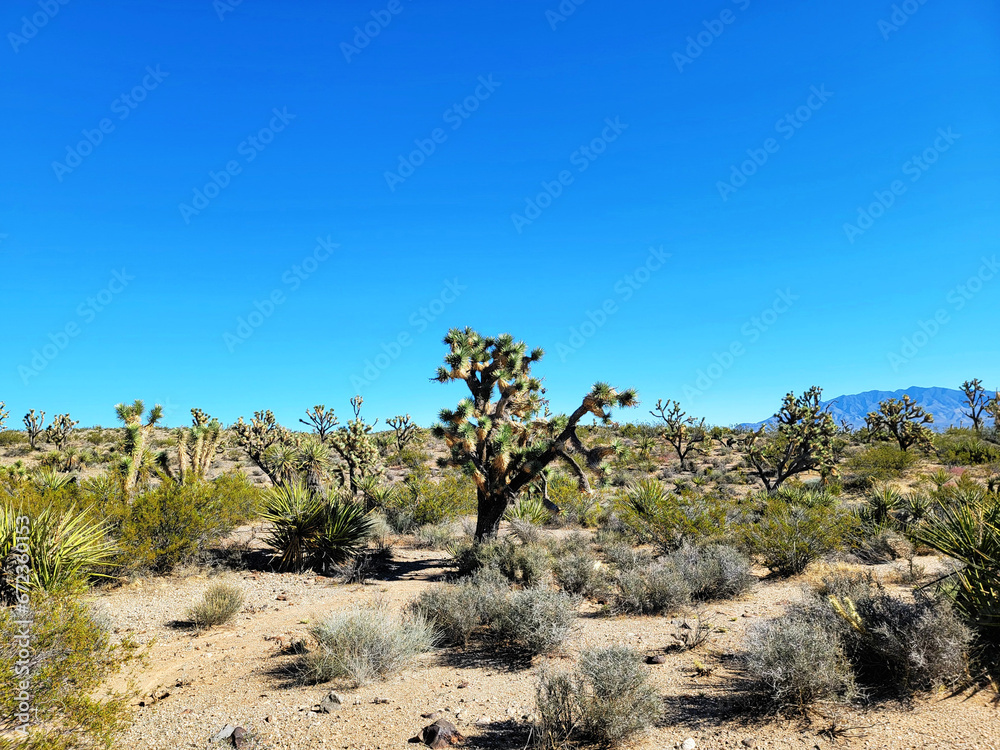 Yucca brevifolia Engelm. The Joshua tree of the desert in Mojave, Nevada. Perennial evergreen monoecious plant. Yucca brevifolia Engelm. The Joshua tree of the desert in Mojave, Nevada. Perennial evergreen monoecious plant.