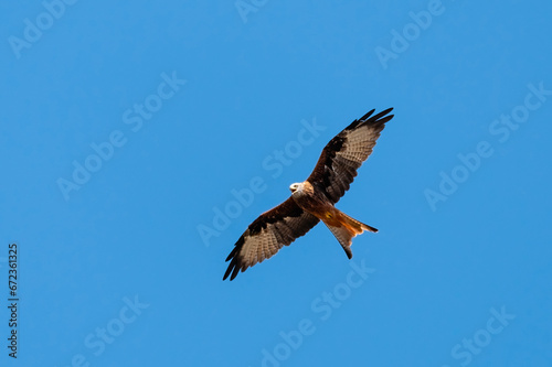 Portrait of a red kite  milvus milvus  with spread wings flying in the blue sky