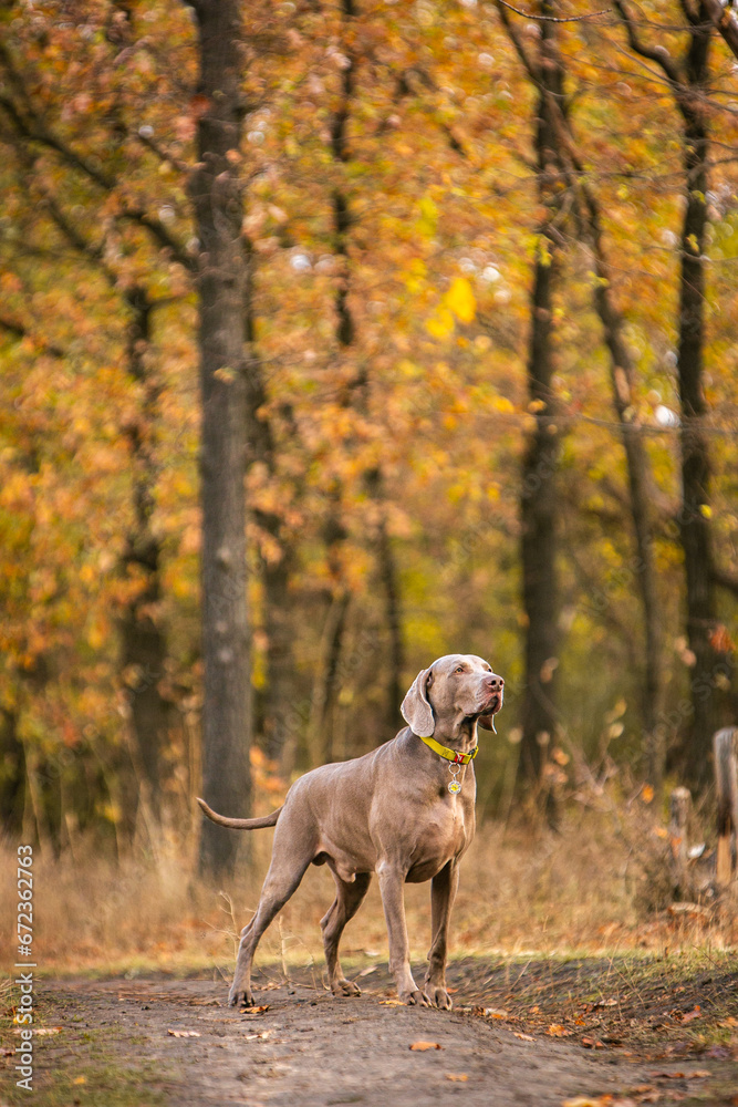 Weimaraner in the autumn forest posing beautifully Weimaraner in the autumn forest posing beautifully
