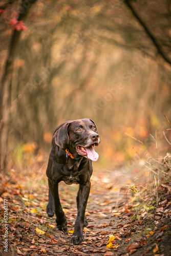 Pointer hunting dog in the forest in autumn