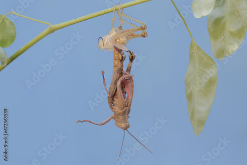 A grasshopper is going through the process of molting. This process is one of the life phases of grasshoppers. 
